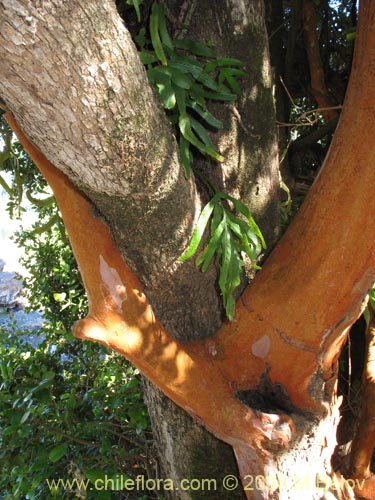 Image of Polypodium feuillei (). Click to enlarge parts of image.